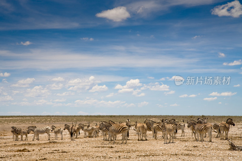 非洲平原斑马群纳米比亚Etosha Pan